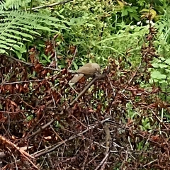 Trochalopteron lineatum