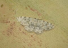 Scopula rufomixtaria