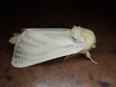 Antheua simplex