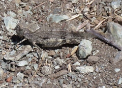 Trimerotropis occidentalis