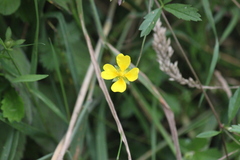 Potentilla anglica