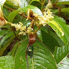 Callistethus auronitens