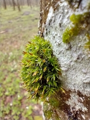 Ulota crispa