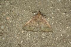 Pechipogo simplicicornis