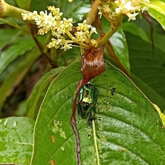 Callistethus auronitens