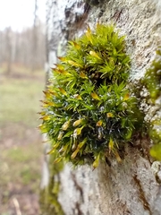 Ulota crispa