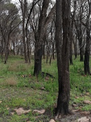 Allocasuarina huegeliana