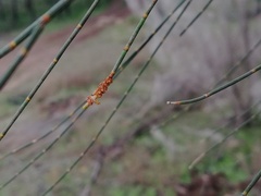 Allocasuarina huegeliana