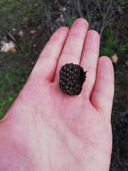 Allocasuarina huegeliana