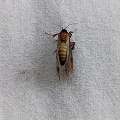 Pseudarbela