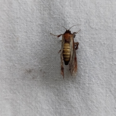 Pseudarbela