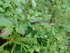 Acronicta cinerea