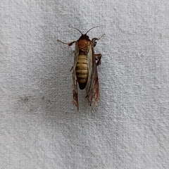 Pseudarbela