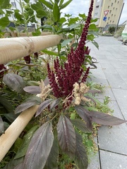Amaranthus hypochondriacus