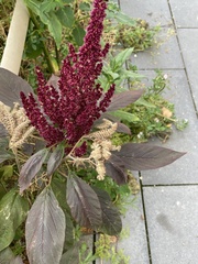 Amaranthus hypochondriacus