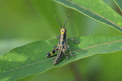 Zonocerus variegatus