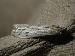 Phycitodes binaevella