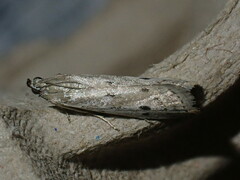 Phycitodes binaevella