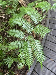 Cyathea rebeccae