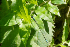 Aciagrion migratum