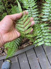 Cyathea rebeccae