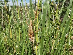 Ephippiger terrestris