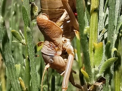 Ephippiger terrestris