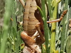 Ephippiger terrestris