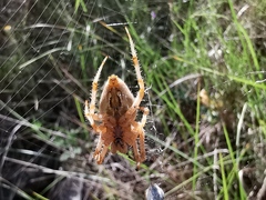 Araneus pallidus