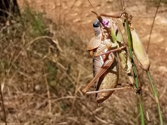 Ephippiger terrestris