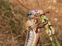 Ephippiger terrestris
