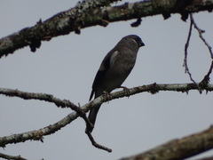 Pyrrhula nipalensis uchidai