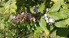 Cicerbita prenanthoides