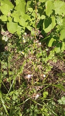 Cicerbita prenanthoides