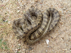 Lampropeltis calligaster