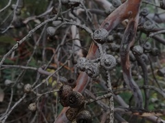 Eucalyptus drummondii