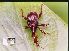 Cycnotrachelus flavotuberosus
