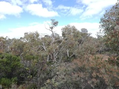 Eucalyptus drummondii