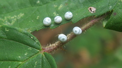 Gastropacha quercifolia