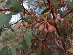 Eucalyptus drummondii