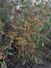 Eucalyptus drummondii