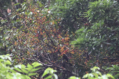 Diospyros morrisiana