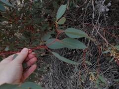 Eucalyptus drummondii