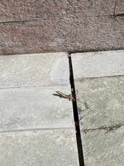 Eutropis carinata