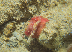 Goniodoris violacea