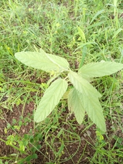 Malvaceae