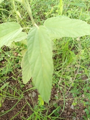 Malvaceae
