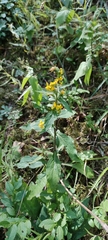 Solidago virgaurea virgaurea