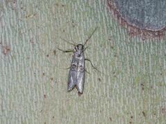 Nephopterix angustella