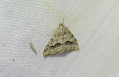 Frederickia s-signata